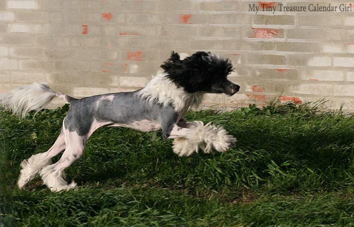 My Tiny Treasure Calendar Girl