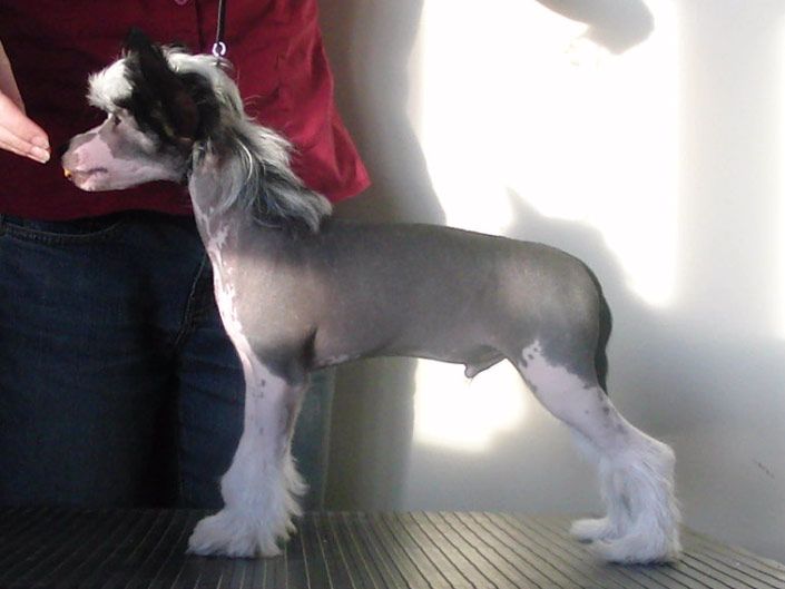 Curlious Dressed To Kill