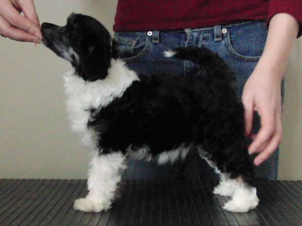 Curlious Calls The Tune