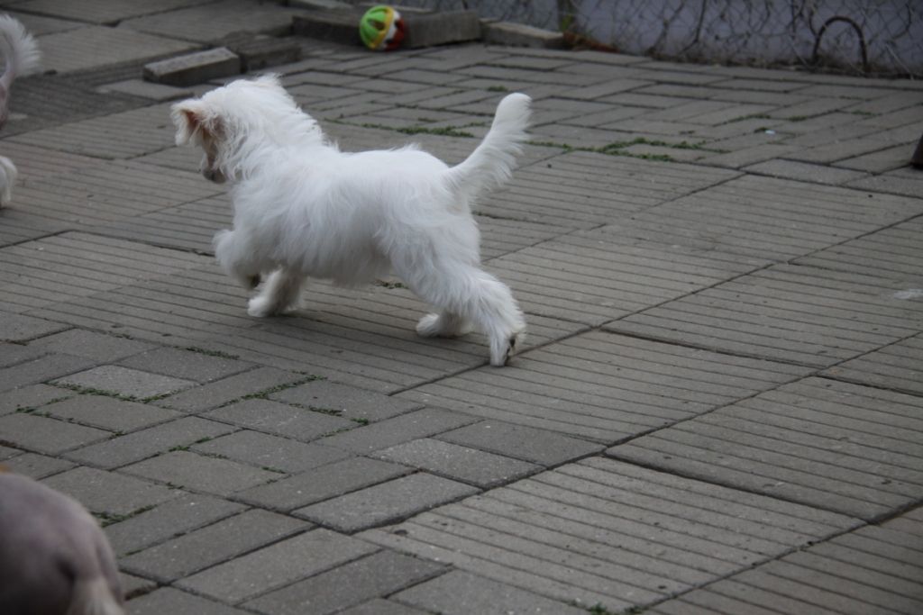 Zheneva-Debjut Igra Sveta