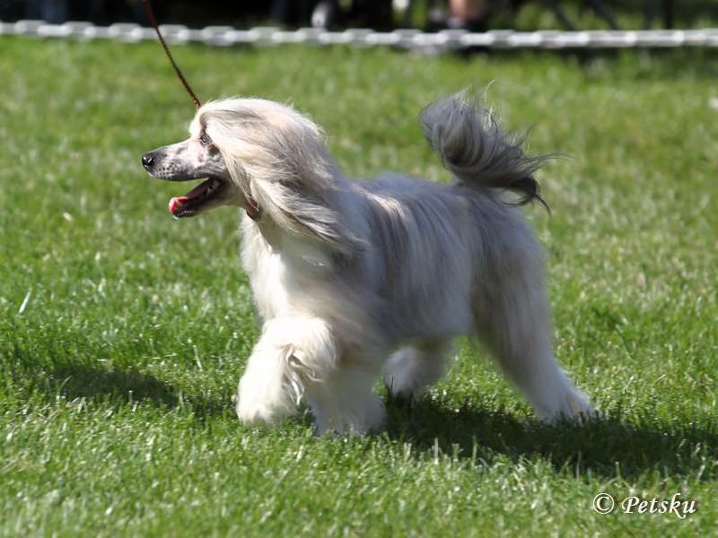 Zodellin Emotional Rescue