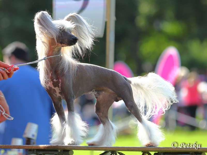 Zodellin Endlessly Dark