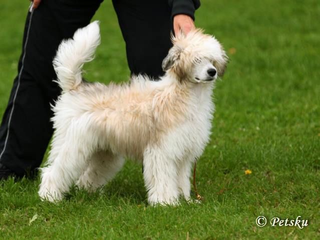 Zodellin Enjoy The Silence