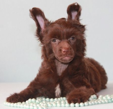 Milisenta Zolotaya Krasotka