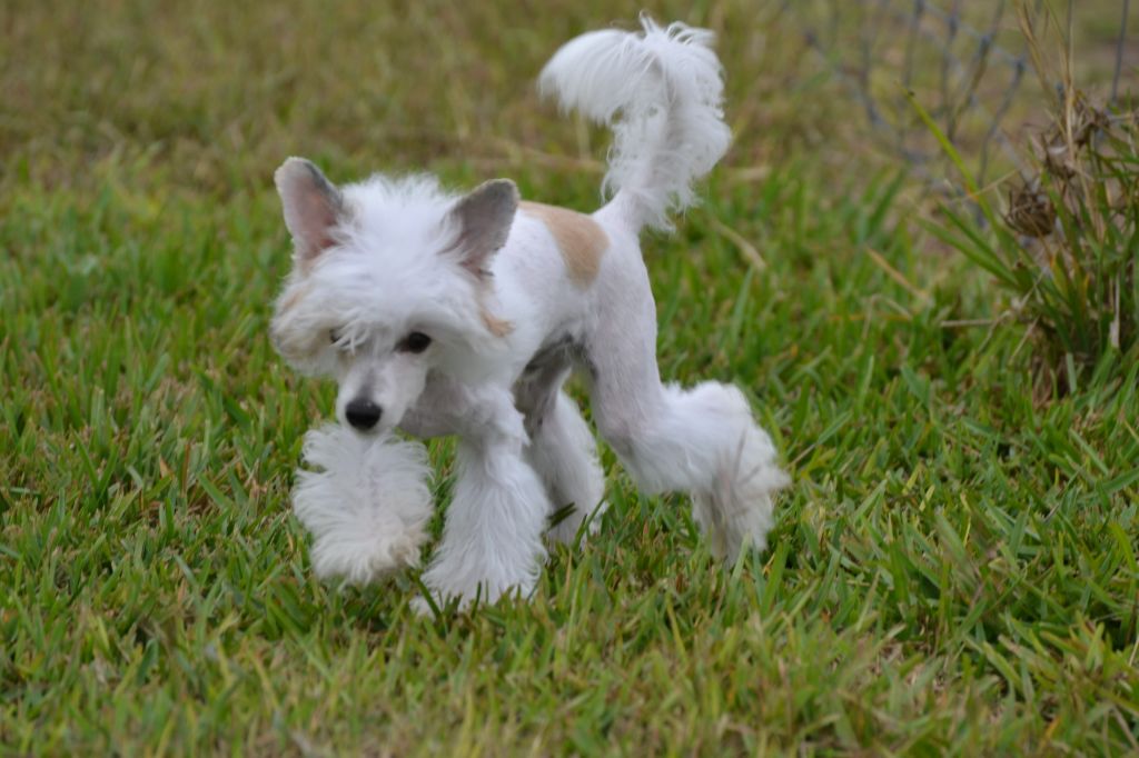 Tuff Remington Prukop