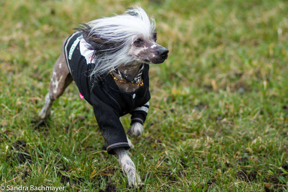 El-Cid Diamond Dolce Dea Apriori