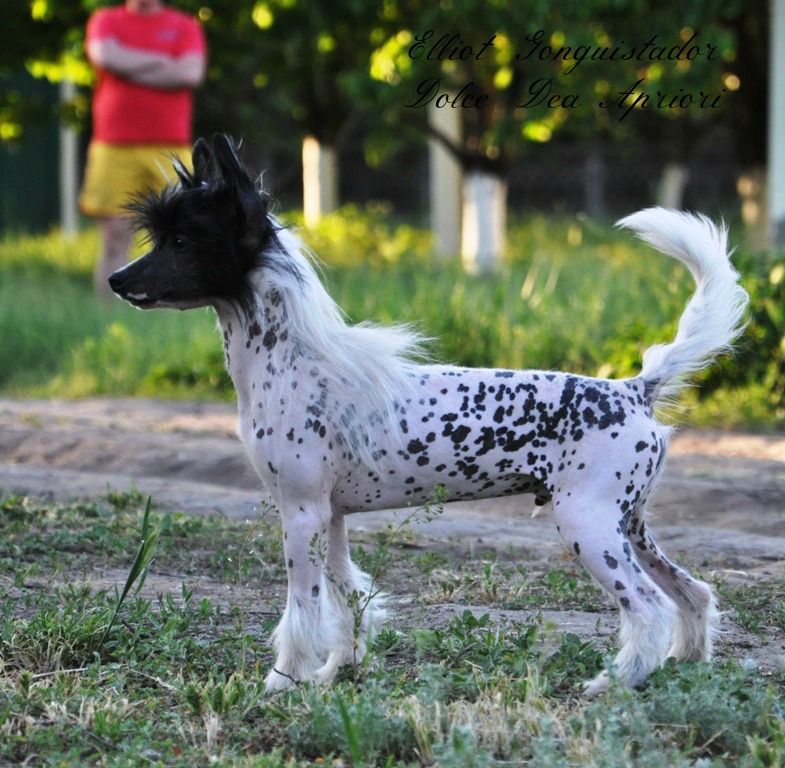 Elliot Gonguistador  Dolce Dea Apriori