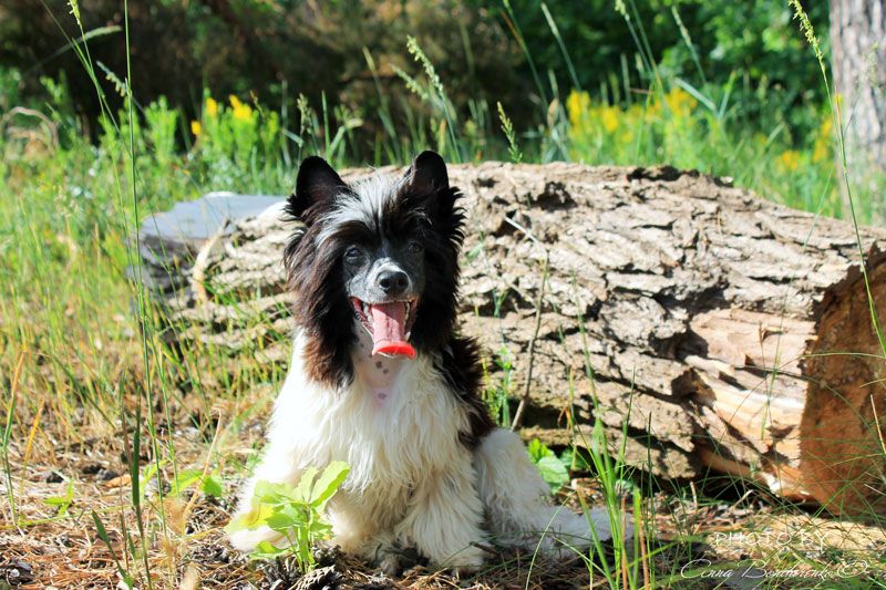 Elis My Cheri  Dolce Dea Apriori