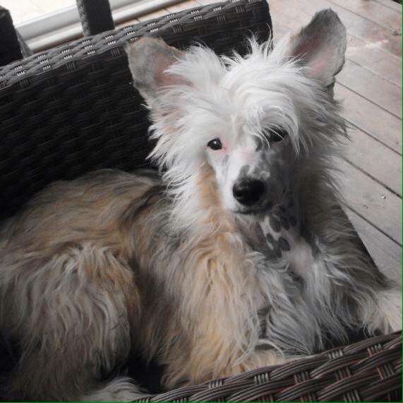 Jassimine's Saratoga