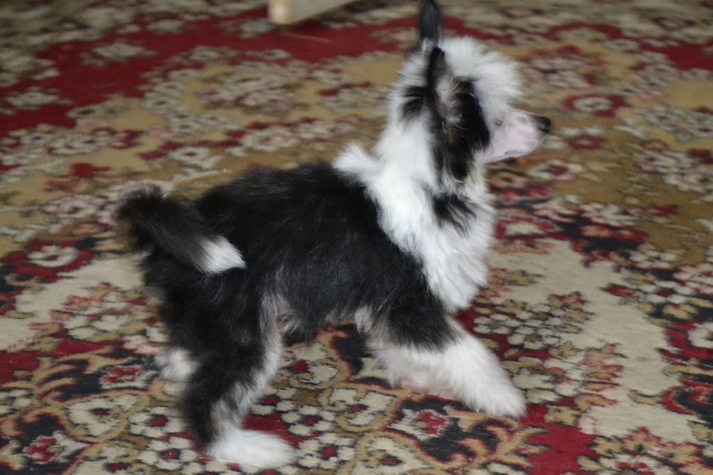 Shelcovij Shlejf  TaUserty