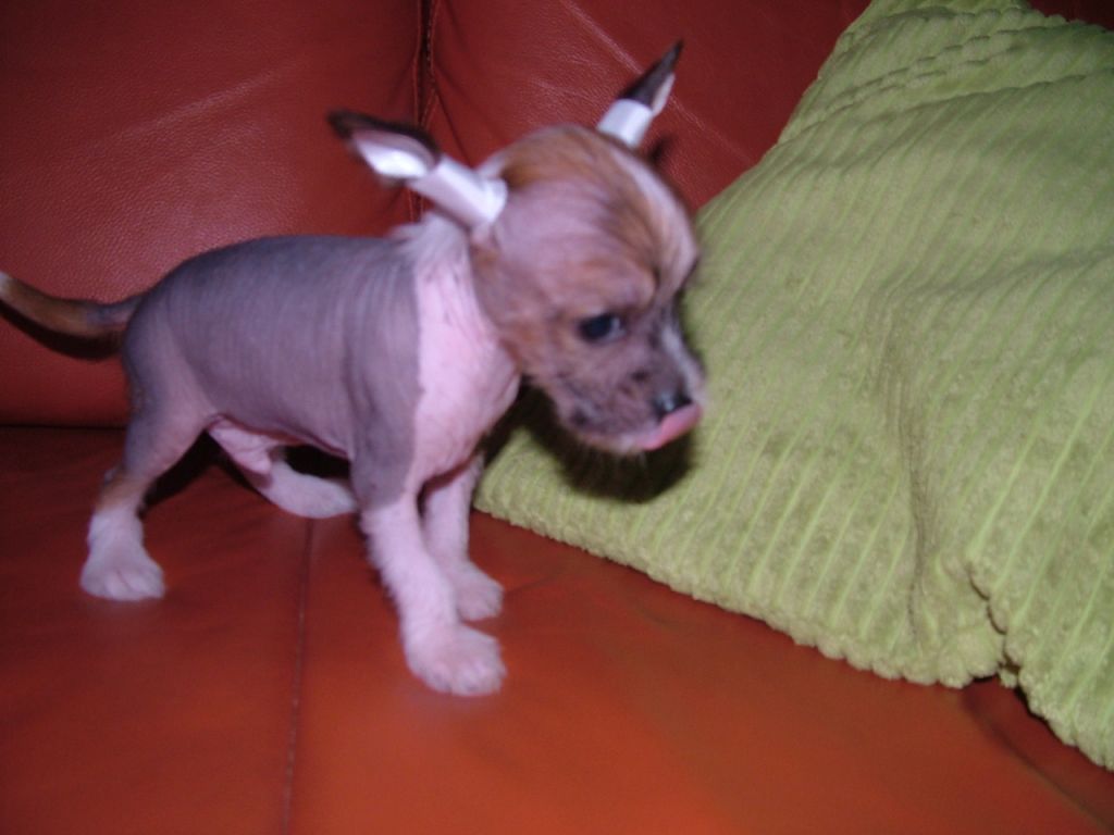 Douglas von Cinese Lily