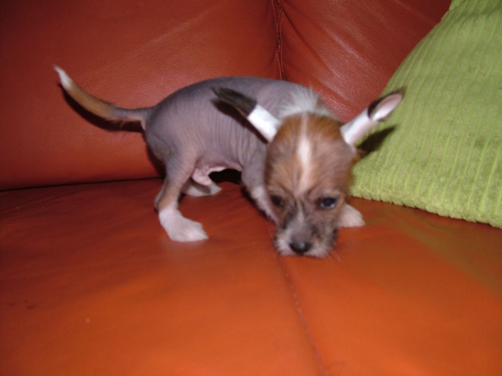 Dolce von Cinese Lily