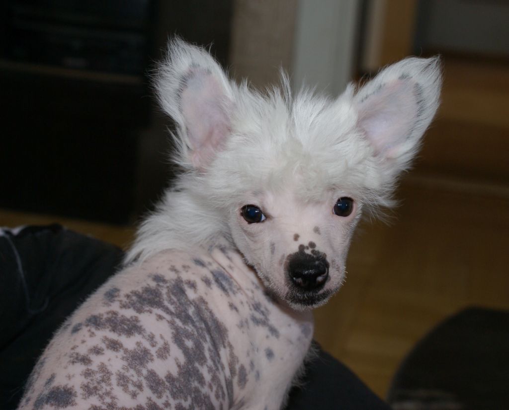 Sabriellas Big Treasurer