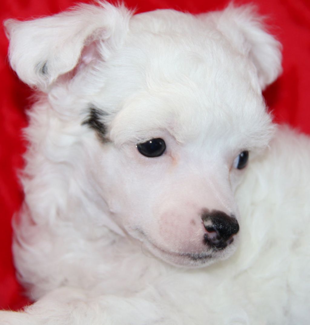 Sabriellas Beautiful Snow Princess