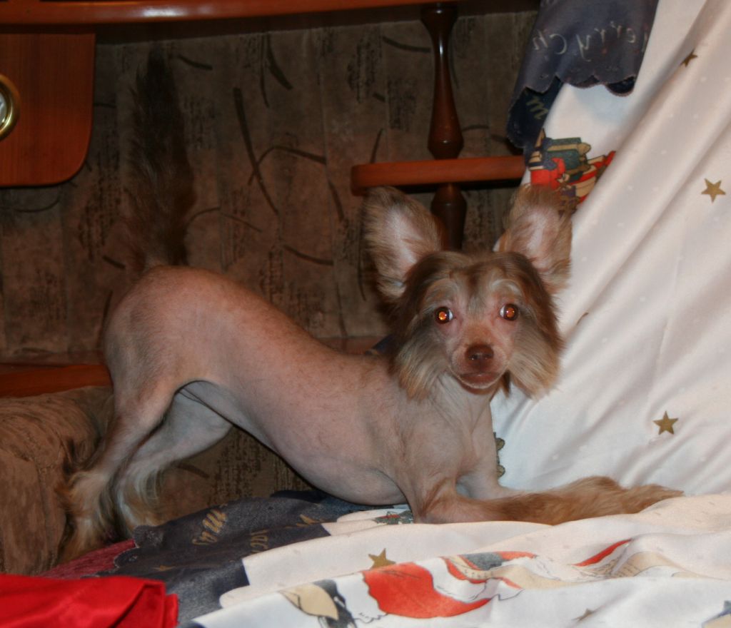 chocolate De- Luna Yarkaya Zvezda