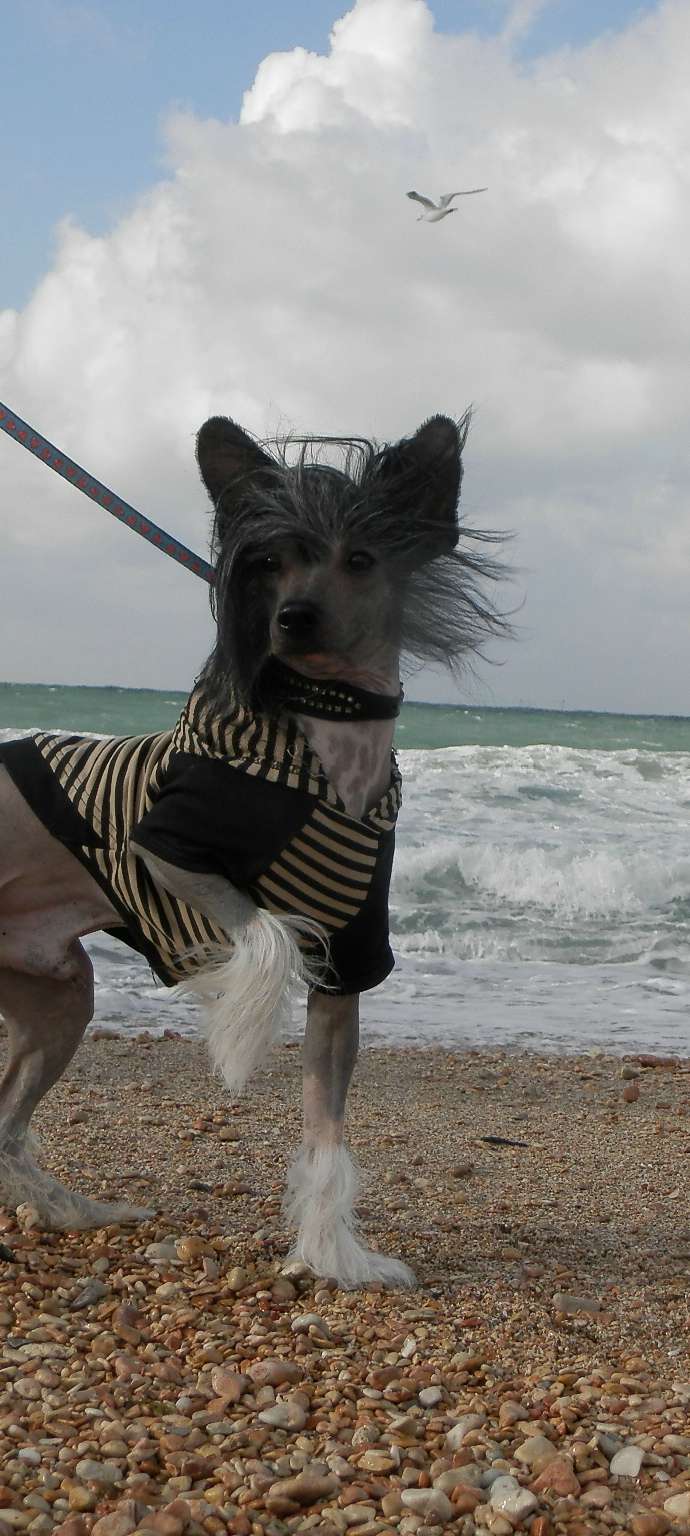 Landkris Lennart Vesteros