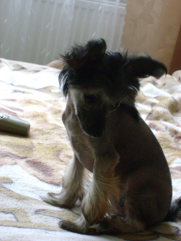 Landkris Lancy Majule