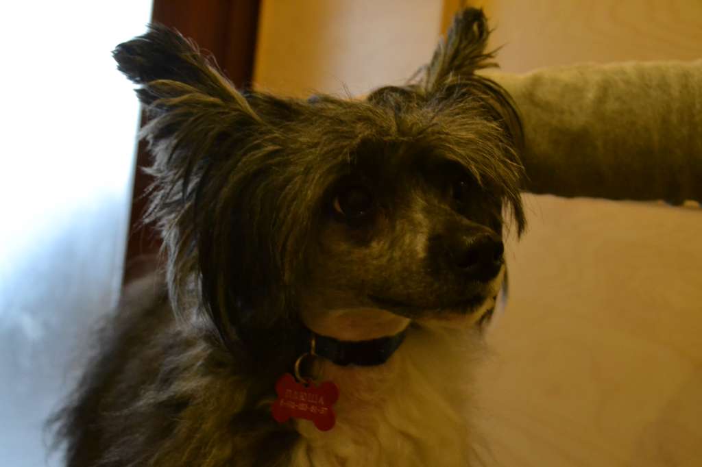 Landkris Longoria Desperato