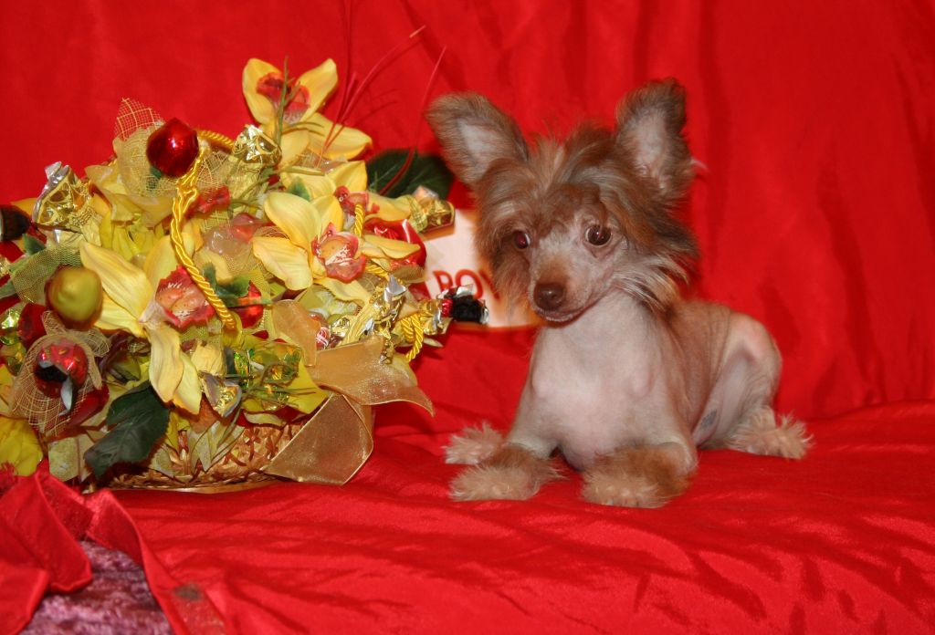 chocolate Dgi-Dgi Little Fairy