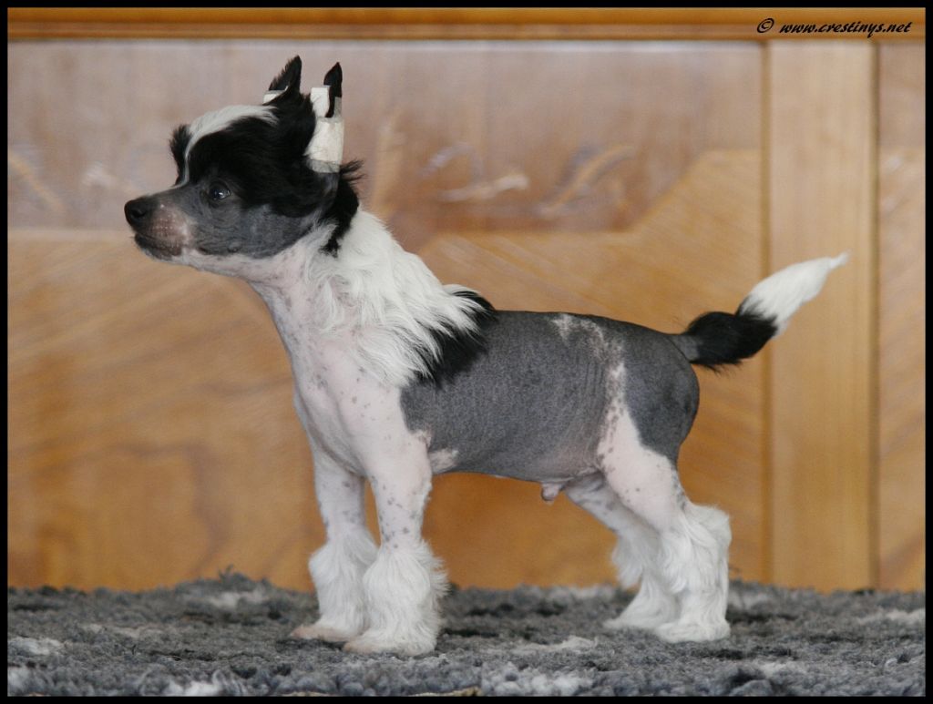 Crestiny's El Gringo