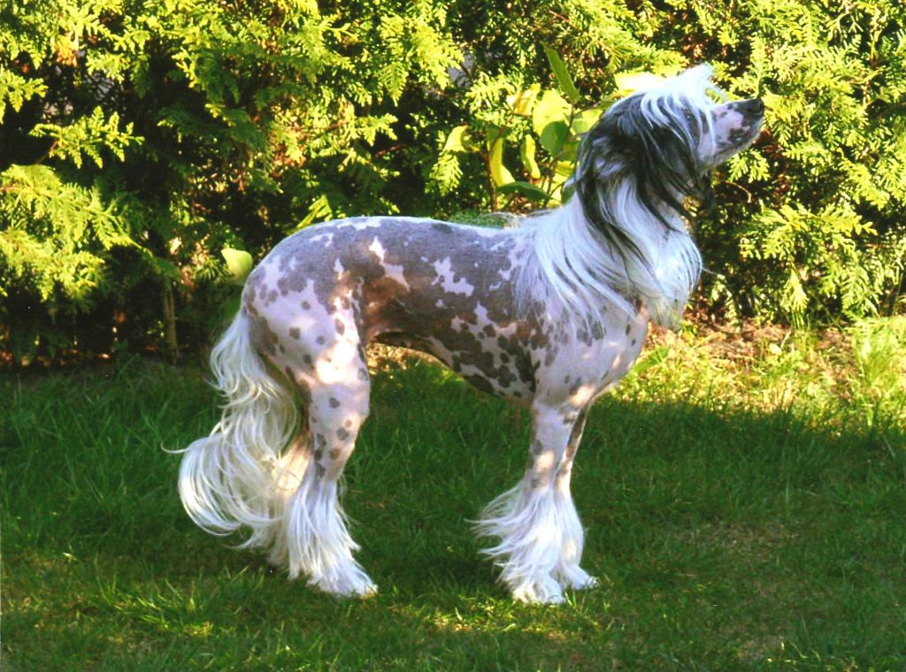 Aurora vom Wolfenstein