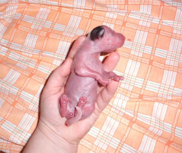 Minnie de L'Essence de Mon Tout