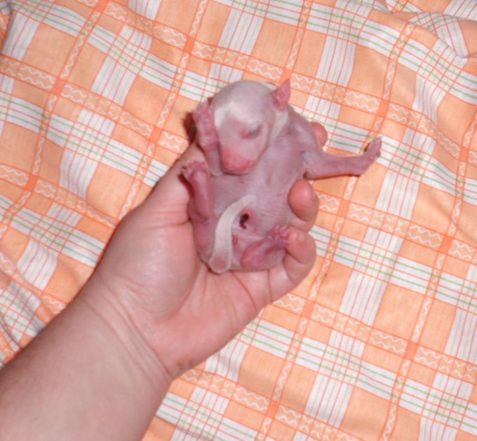 Pink Girl de L'Essence de Mon Tout