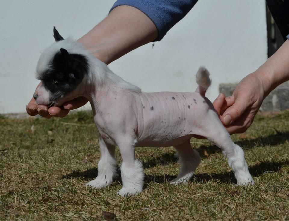 Proud Pony Born This Way