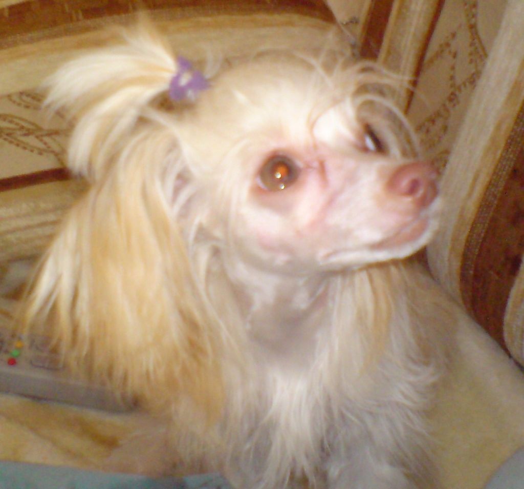 Tyffi malenkoe colneshco