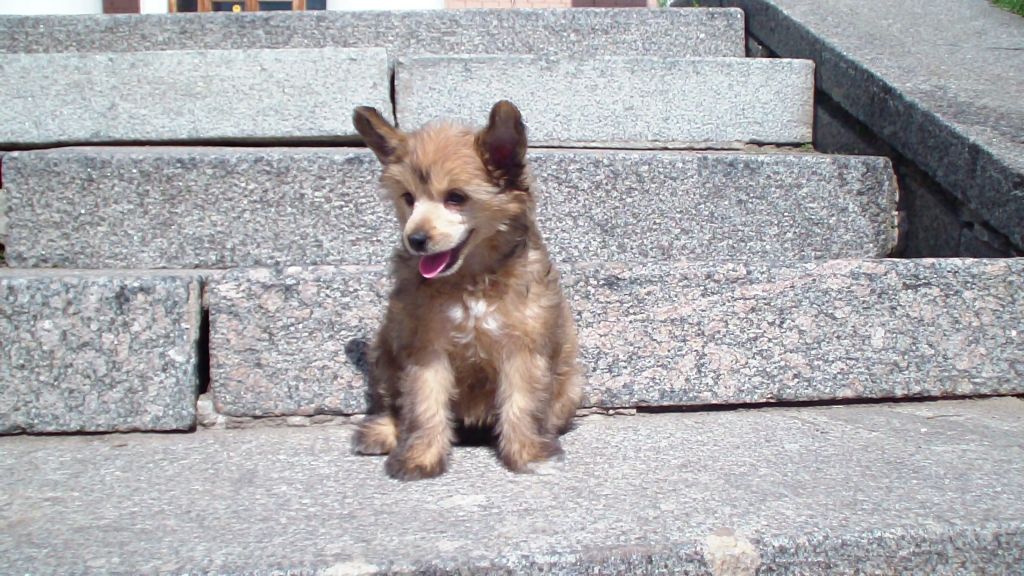 Ogni Stolitsy Alissiya