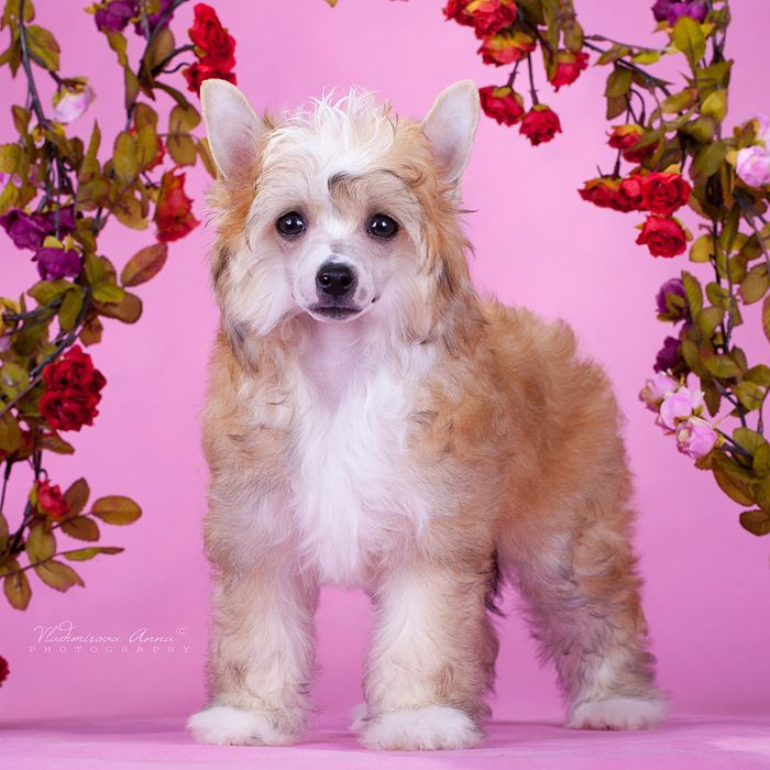 Envy White Moonlight Melody