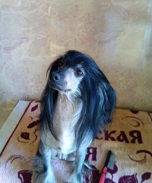 Gallactic Demir Gayna Gardeliya