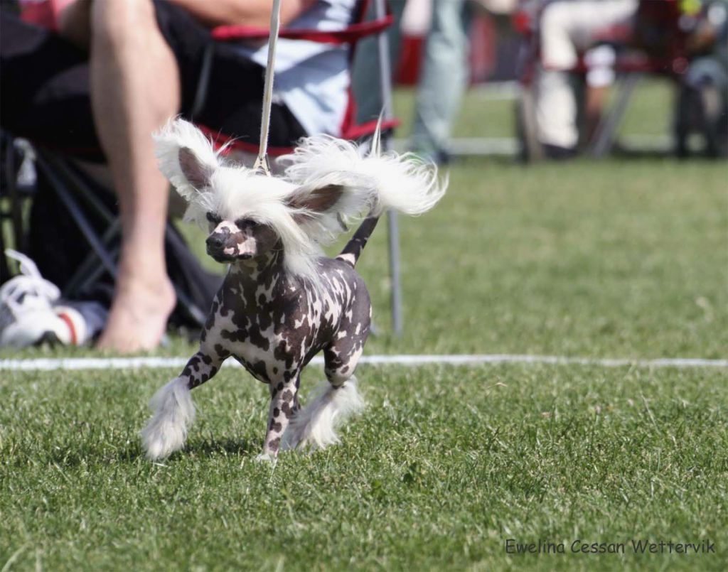 Bellatrix Luckycharm Super Space