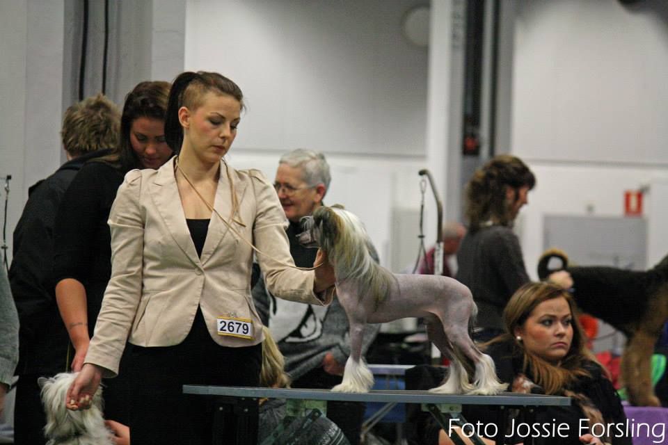 Omorfos Verocious Like a Venom