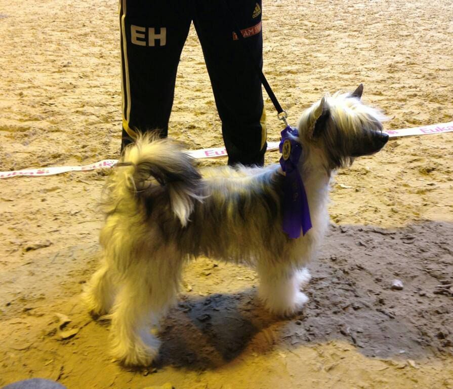 Omorfos Tough with the Tragus