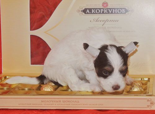 Super Star Zhanin Dyubua