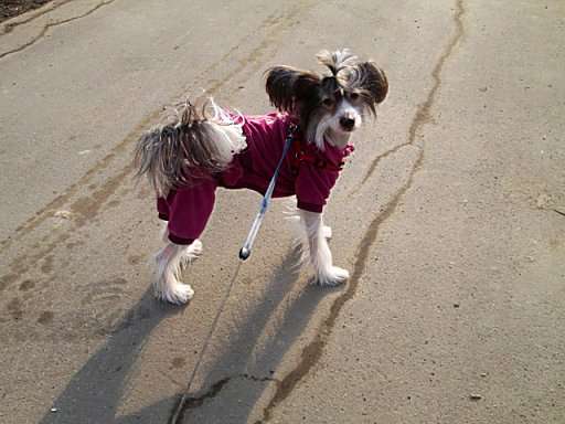 Super Star Zhi-Van-Shi