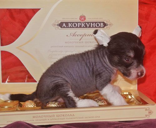 Super Star Zhirardo-Keip