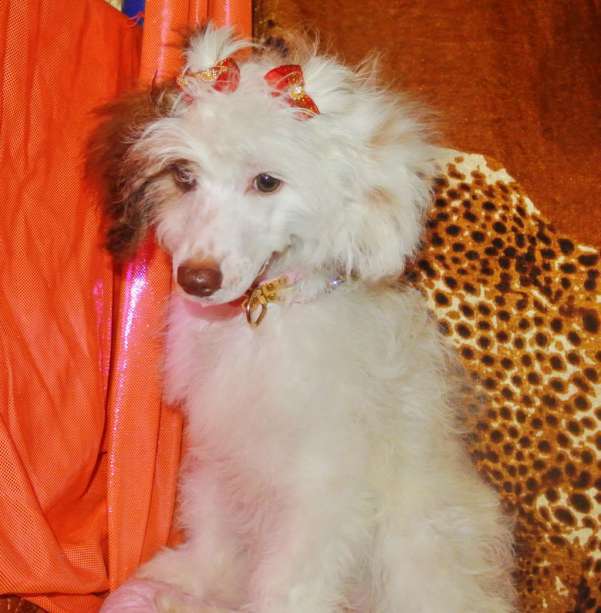 Super Star Zhemchuzhinka Carskaya