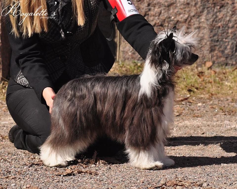 Zorrazo Victorian Princess