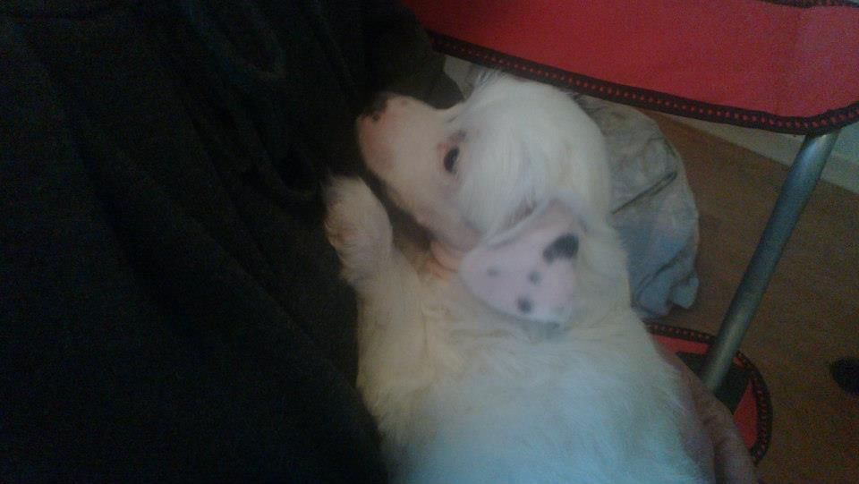 Zorrazo Woozy Wombat