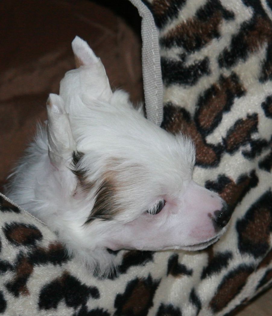 Macbée From China with love