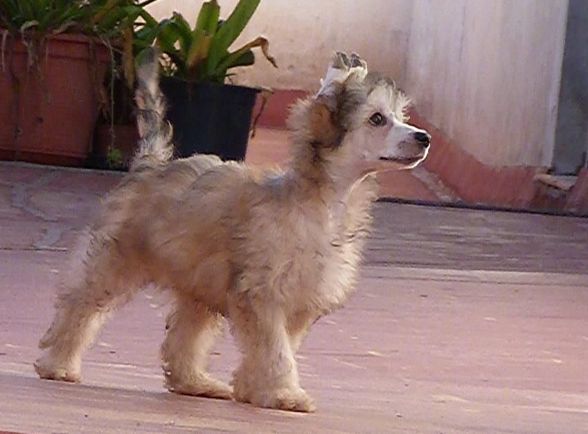 CHJ GIBR Elion de los Jumichatos