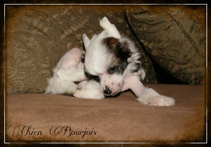 Jumper de le Chien Bourjois