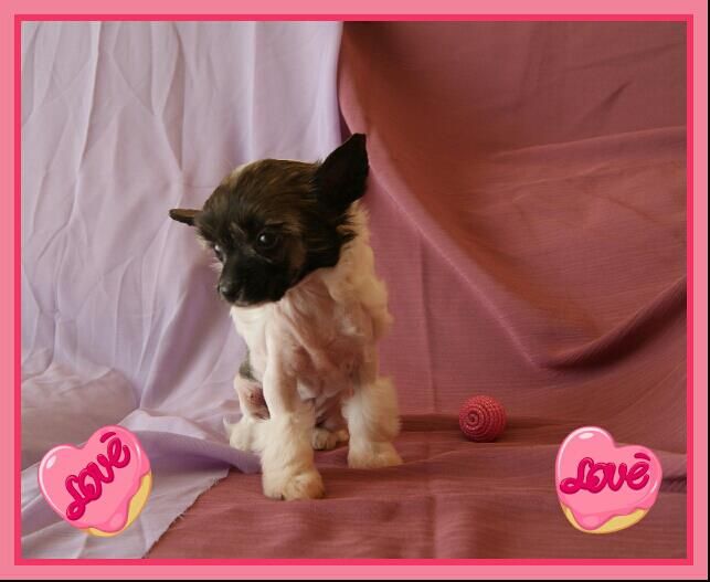 Juanola de le Chien Bourjois