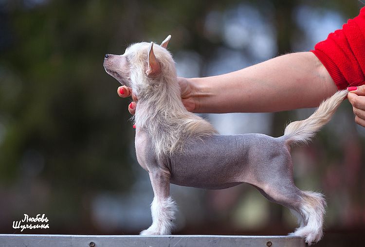 My Vanity Fair Ultramarin Extravaganza