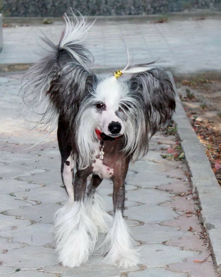 Priscilla Perfetto Amico