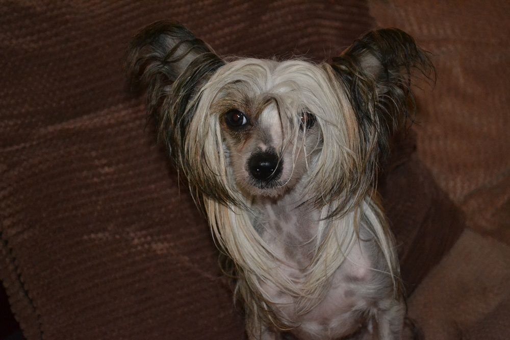 Moonswift Miss Pixie at Ynchreenoo