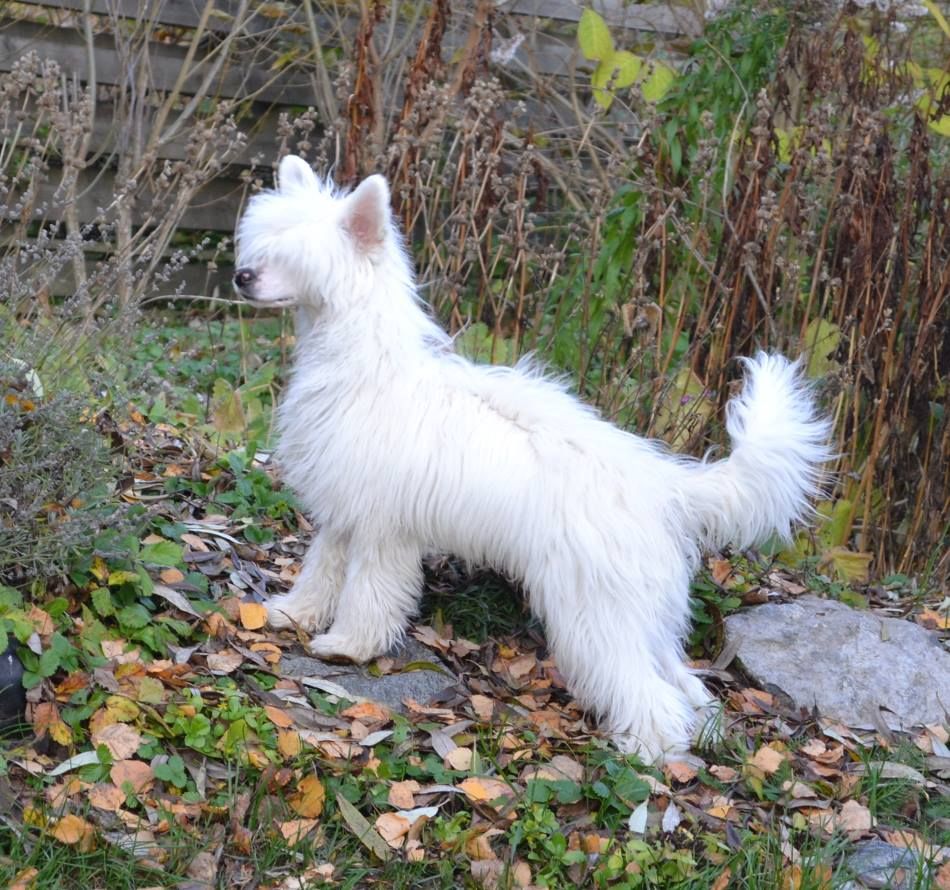 Selfcresteem's Obey Your Master