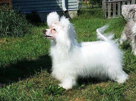 Selfcresteem's On The Fast Lane